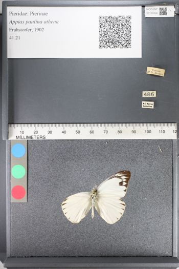 Media type: image;   Entomology 129358